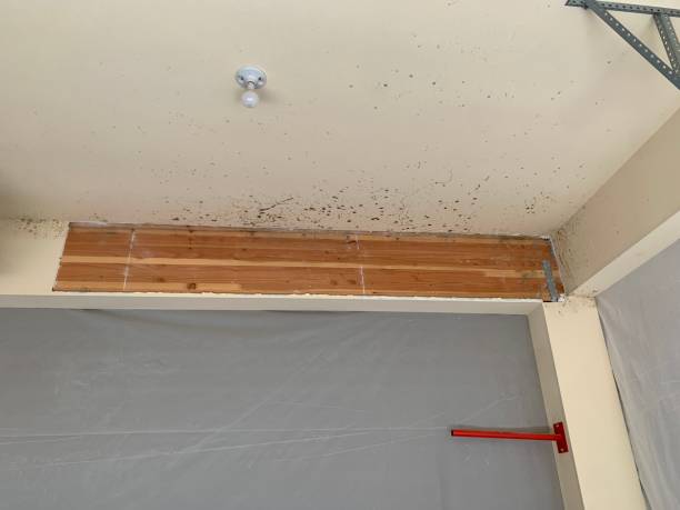 Best Mold Remediation for Rental Properties  in Church Hill, PA
